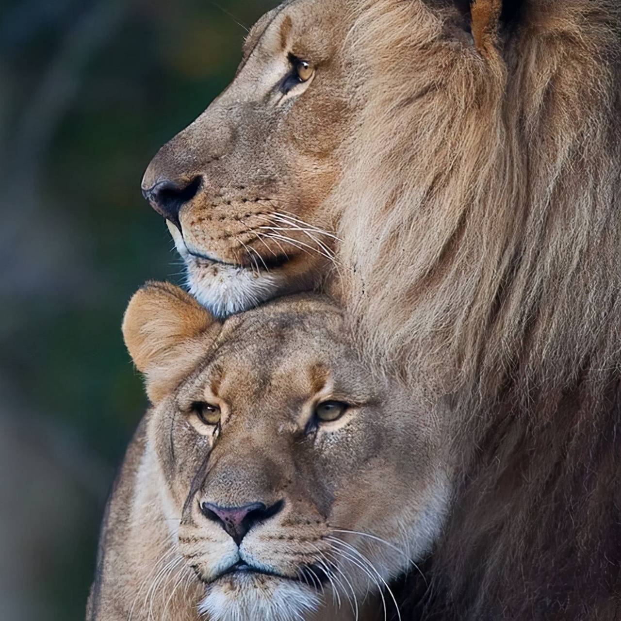 狮子夫妇合影当婚纱照在拍温柔甜宠每一幕都是偶像剧