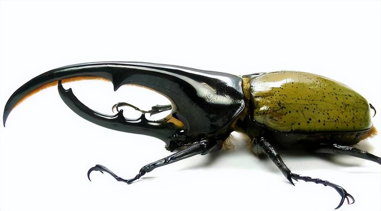 盘点自然界中15种巨型昆虫_甲虫_体长_世界