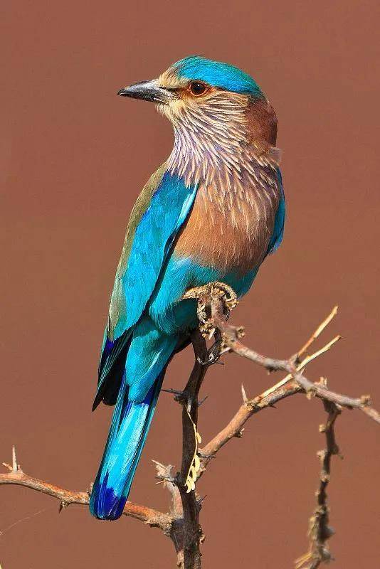 林子大了什么鸟都有,这些灵动秀逸千姿百态的鸟你见过了吗?
