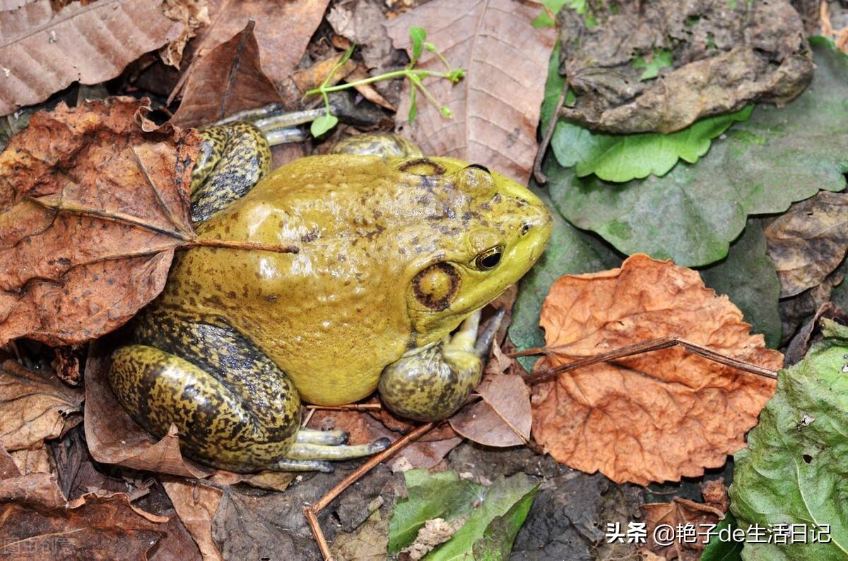 外表长得像牛蛙的三种动物 有一种含有剧毒 赶紧来认识它吧 蟾蜍 青蛙 因为
