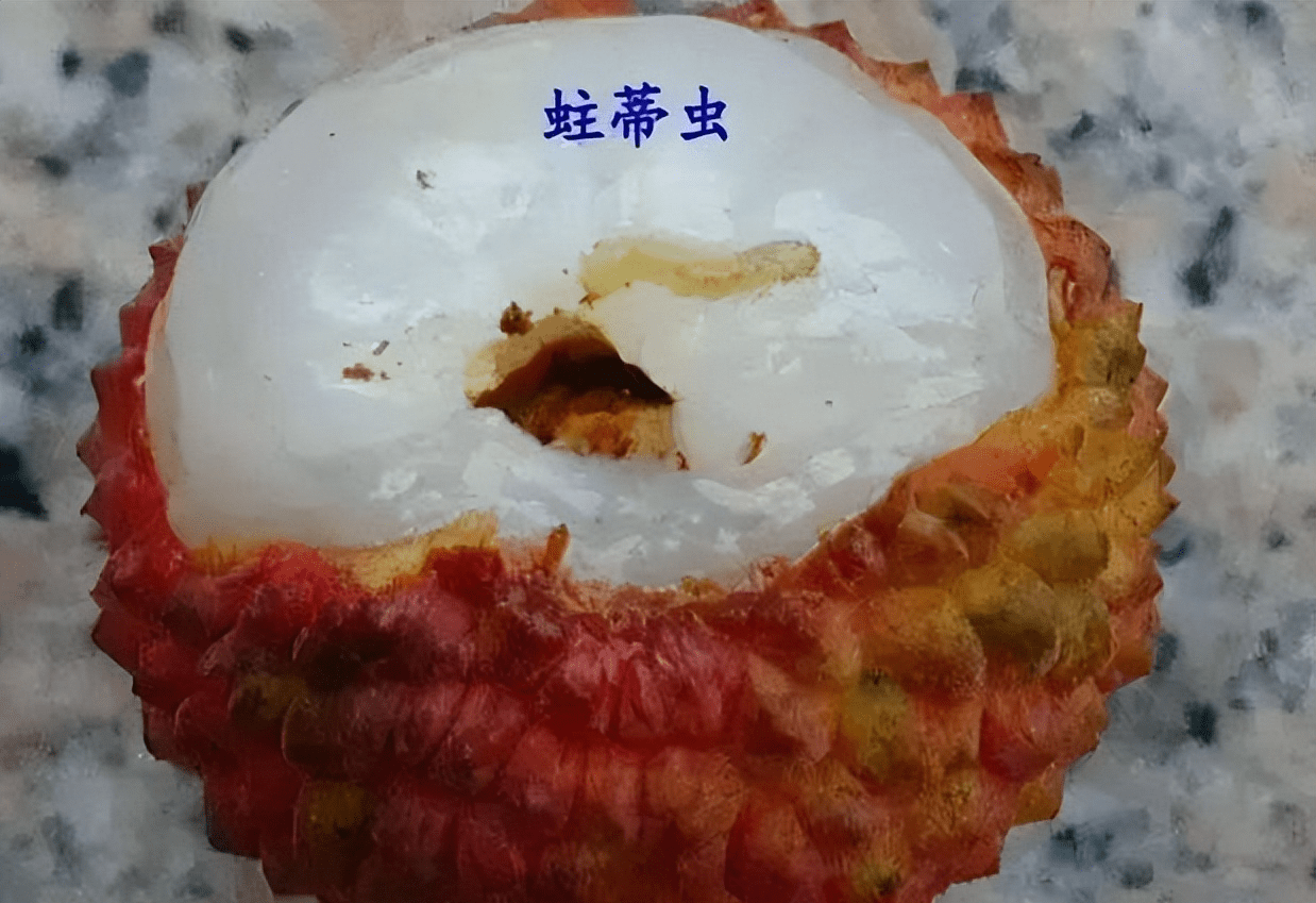原创原来我们一直都在吃荔枝虫子荔枝蒂部的黑色物质千万不要轻视