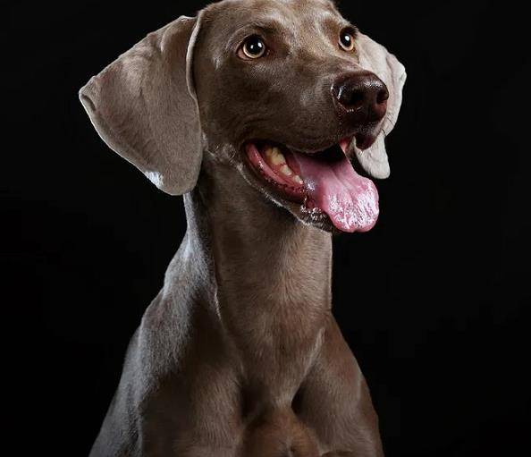 狗狗中健身专家,肌肉型大男孩,威玛犬_魏玛_速度_猎犬