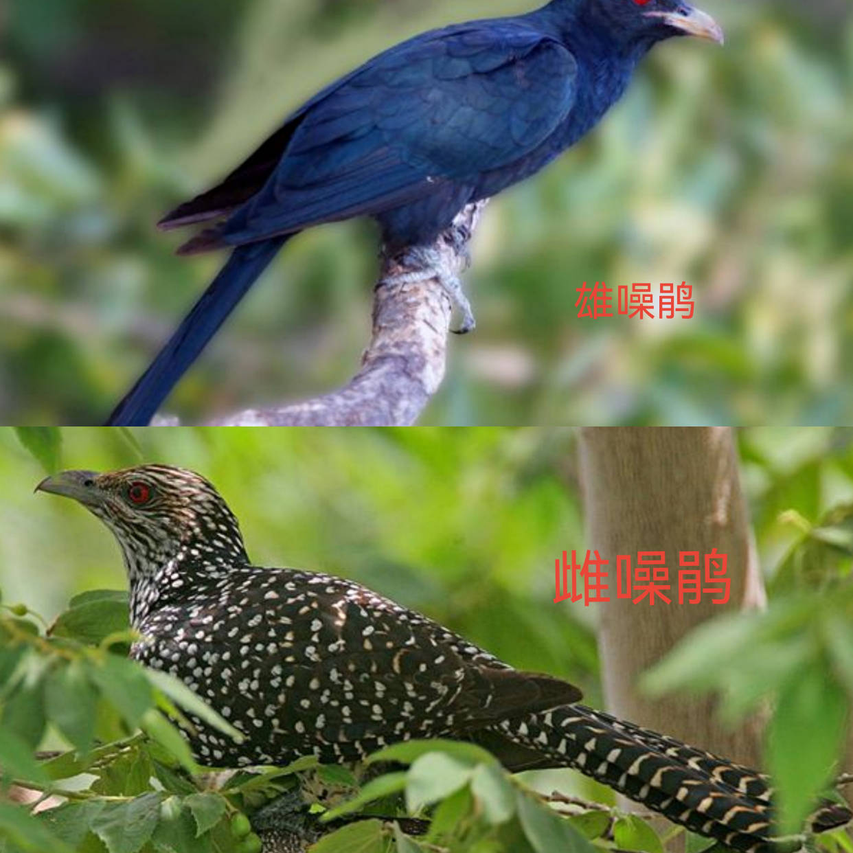 叫声凄厉日夜扰民,却没办法赶走_kuil_地方_鸟类