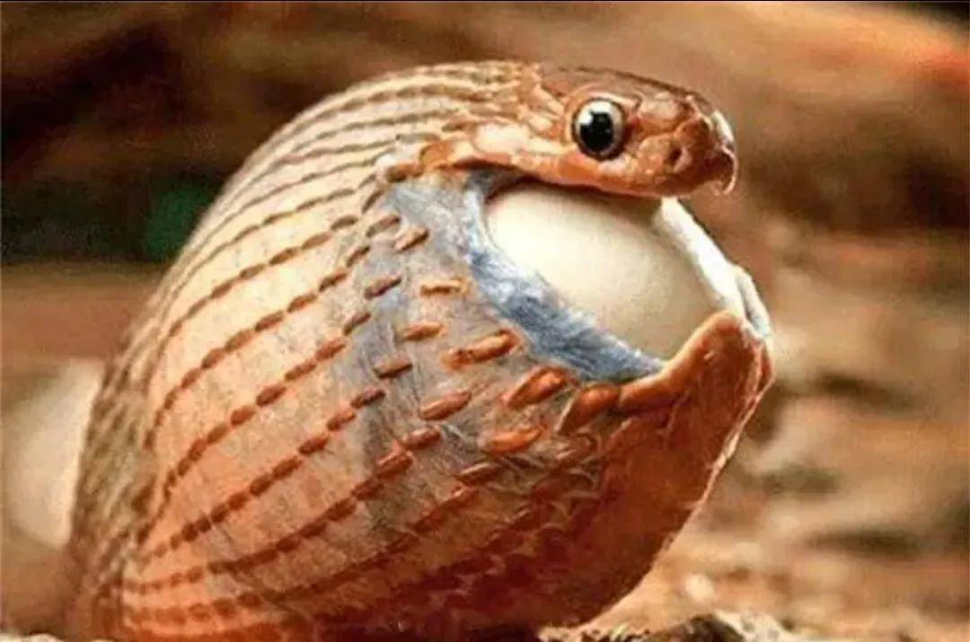 蛇怎样吞下比自己头大的食物