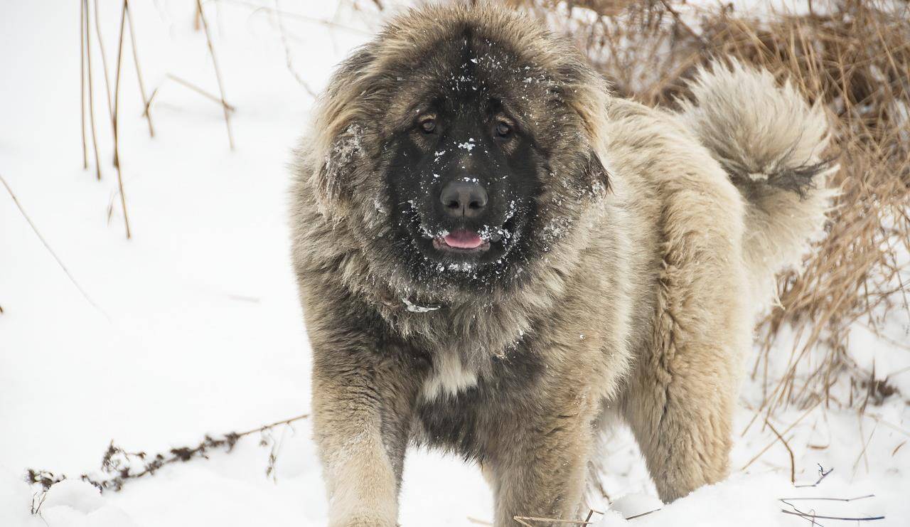 高加索_圣伯纳_藏獒