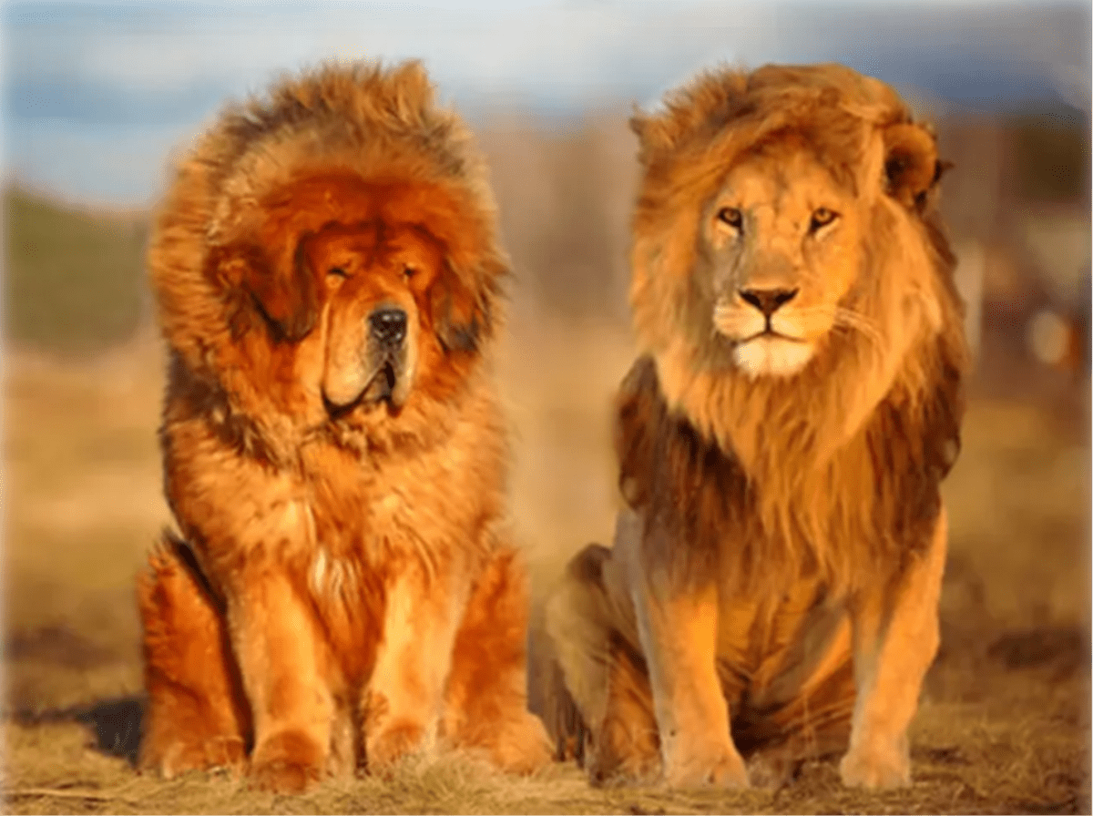 藏獒和狮子谁厉害图片