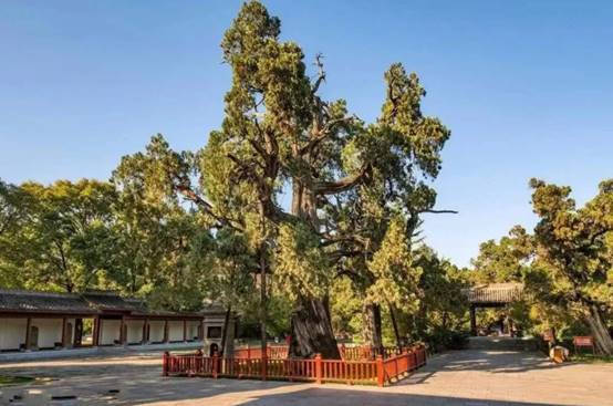 中国寿命最长的树，被称为世界柏树之父，年过5000却枝叶繁茂
