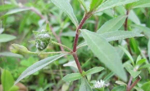 稻田旁边一种"墨草",乡下姑娘拿它"熬水"洗头,难怪头发乌黑_人们_白发