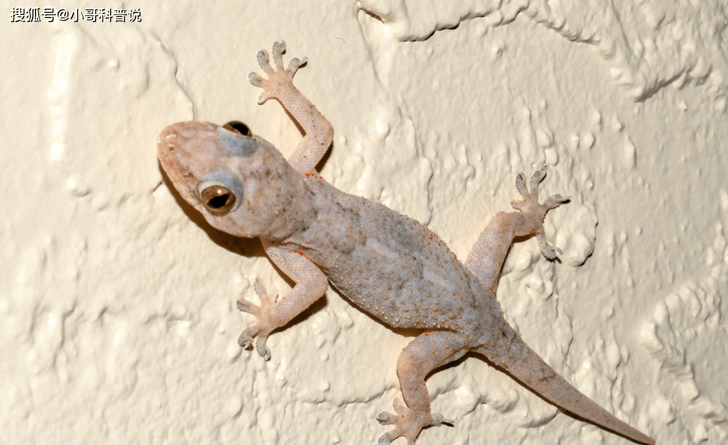 壁虎被人们归为五毒之一它的毒到底从何而来