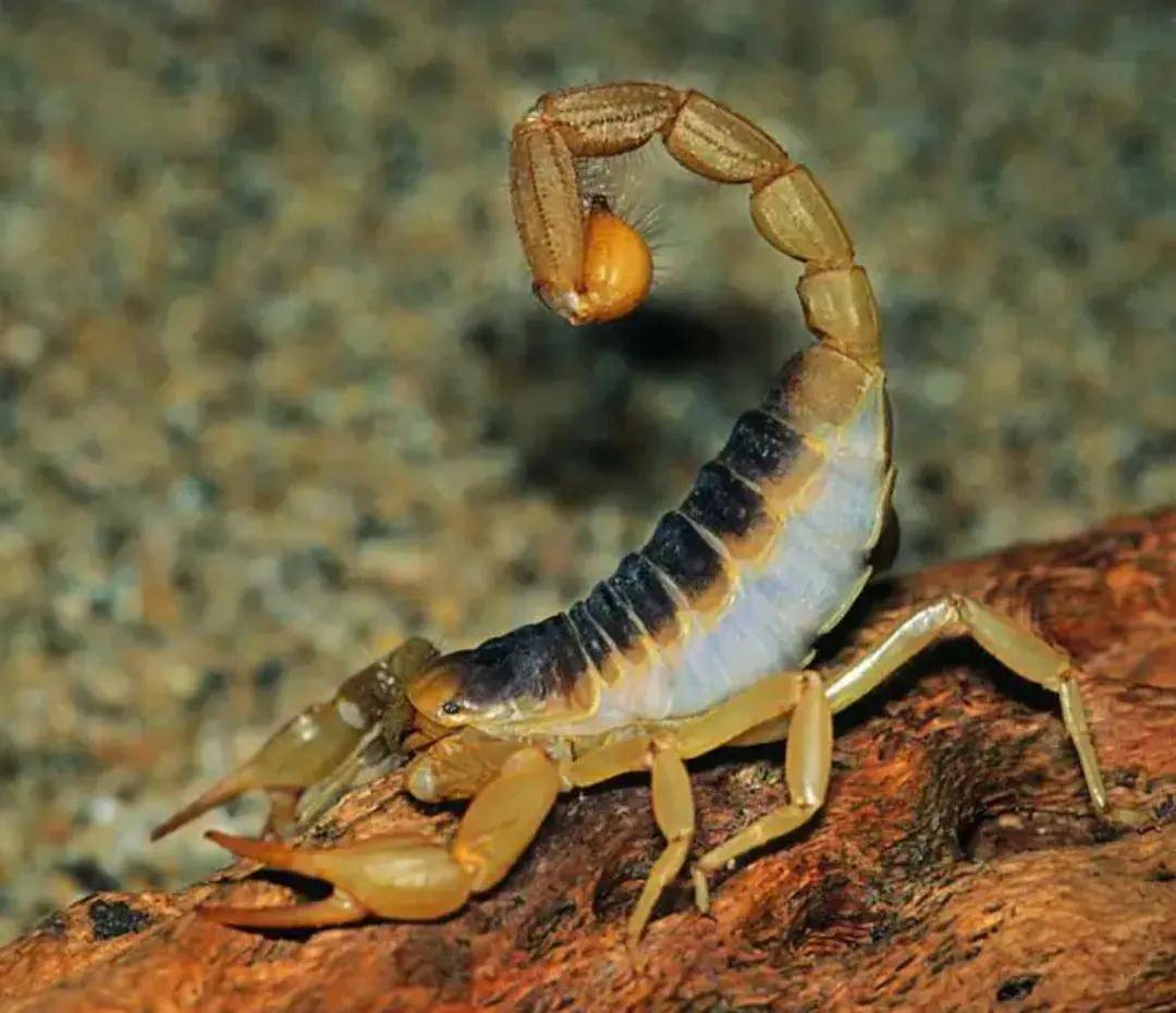 提到蝎子 ,最令人恐惧的还是它的螯针和剧毒.