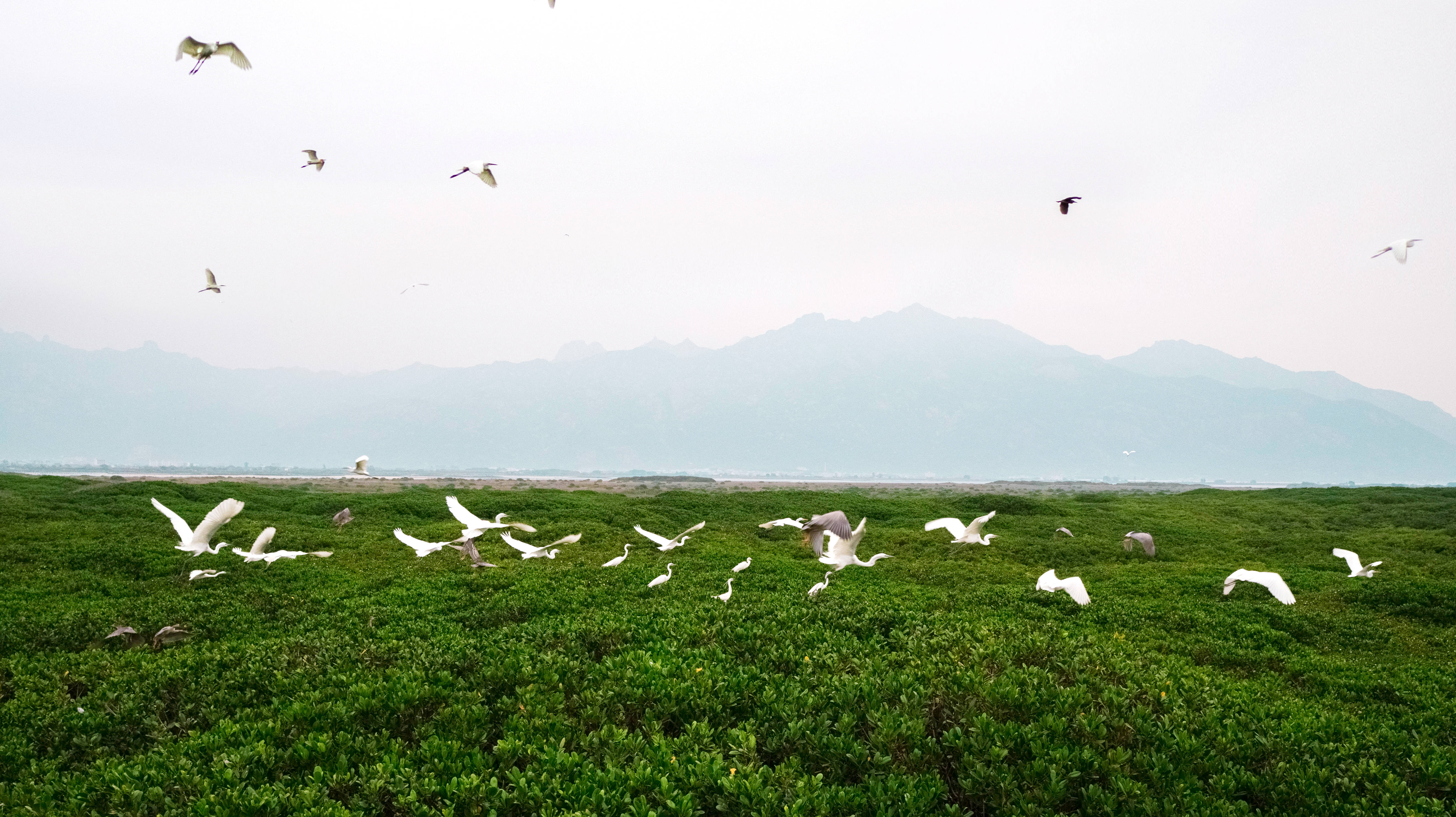 漳江口红树林国家级自然保护区鹭鸟云集