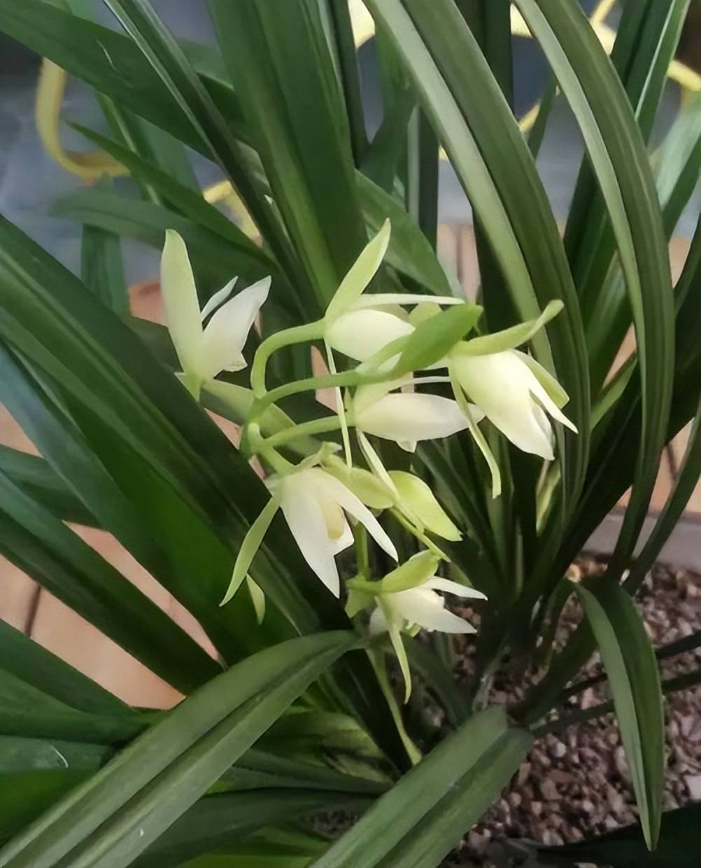 此款兰花便宜好养香味浓郁惹人爱一串串白花真素雅