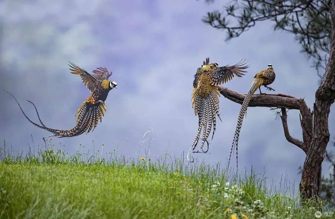 享有"凤凰"美誉的八种长尾鸟分享_鸟类_中国_古代