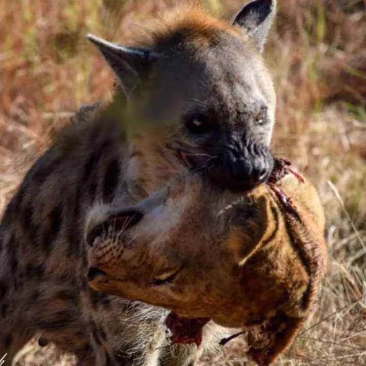 原创非洲二哥鬣狗为什么钟爱掏肛被掏肛的动物为何原地不跑