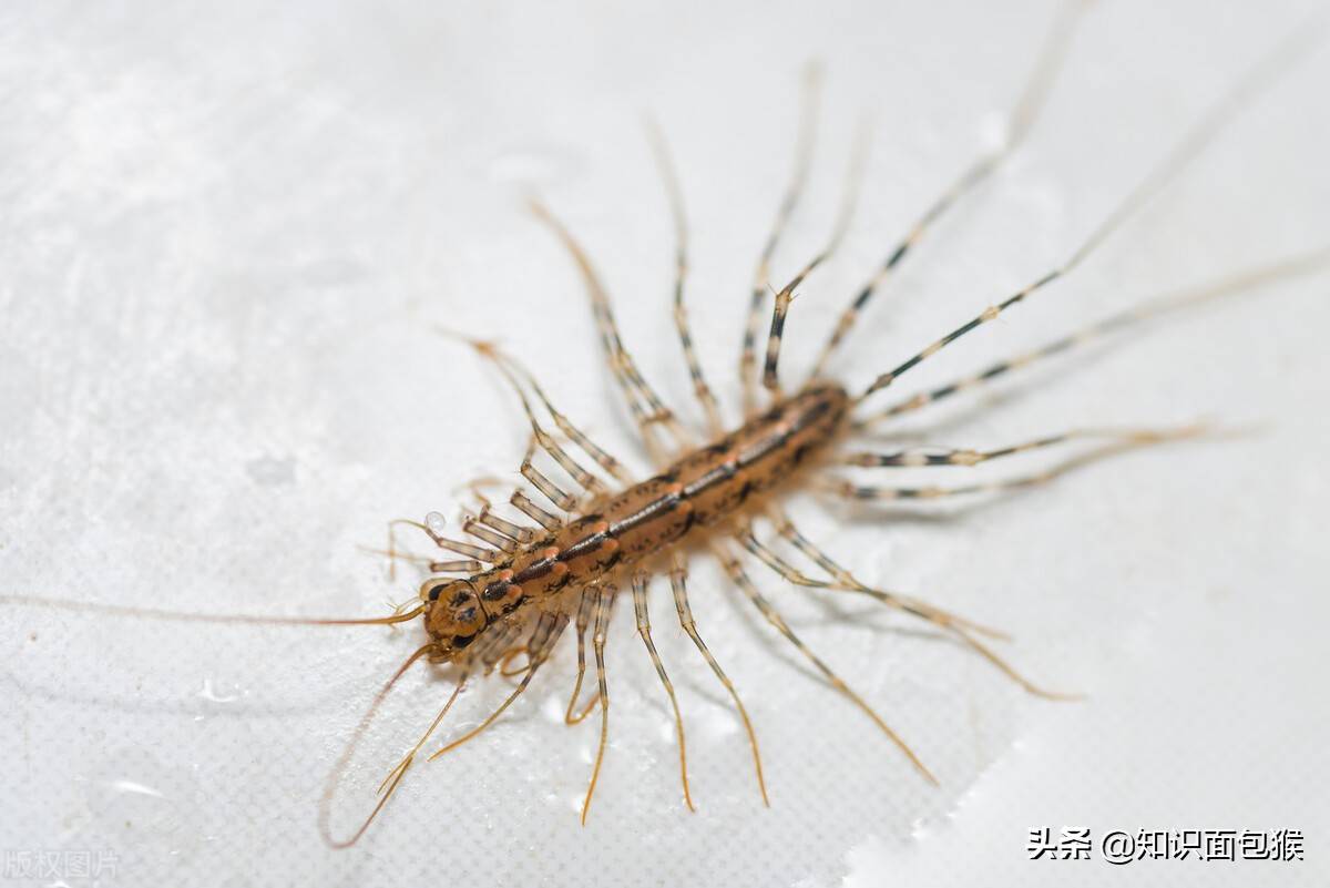 常常在家里出现的"可怕"多腿虫子,其实是益虫_人类_猎物_蚰蜒