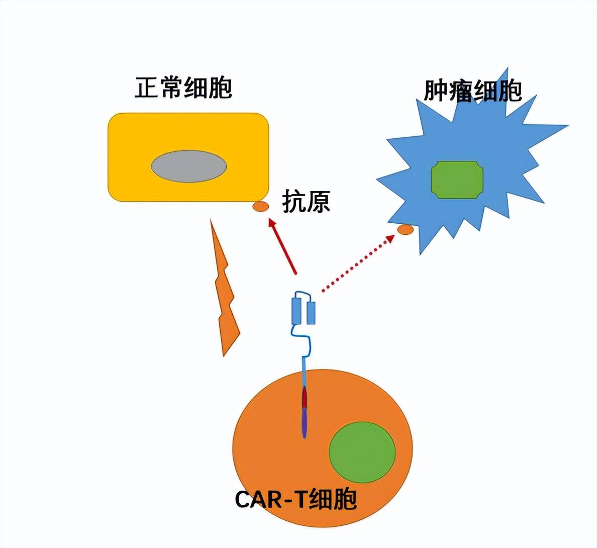 抓住這些cart療法靶點離治癒癌症更近一步