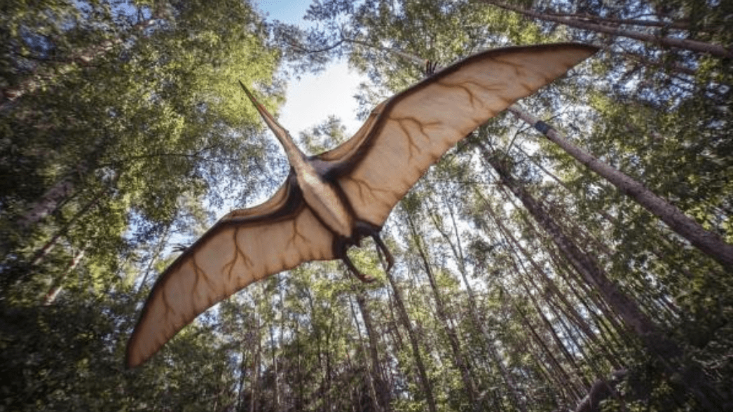 古生物学家首次发现翼龙有彩色羽毛,是鸟类祖先吗