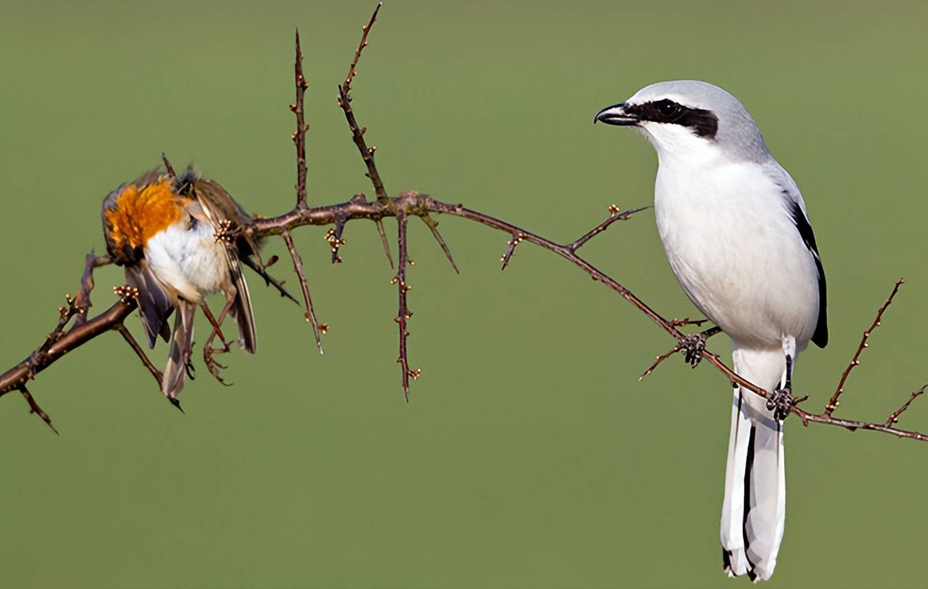 原创伯劳鸟以鸣禽的简陋装备干着比猛禽更猛的事儿
