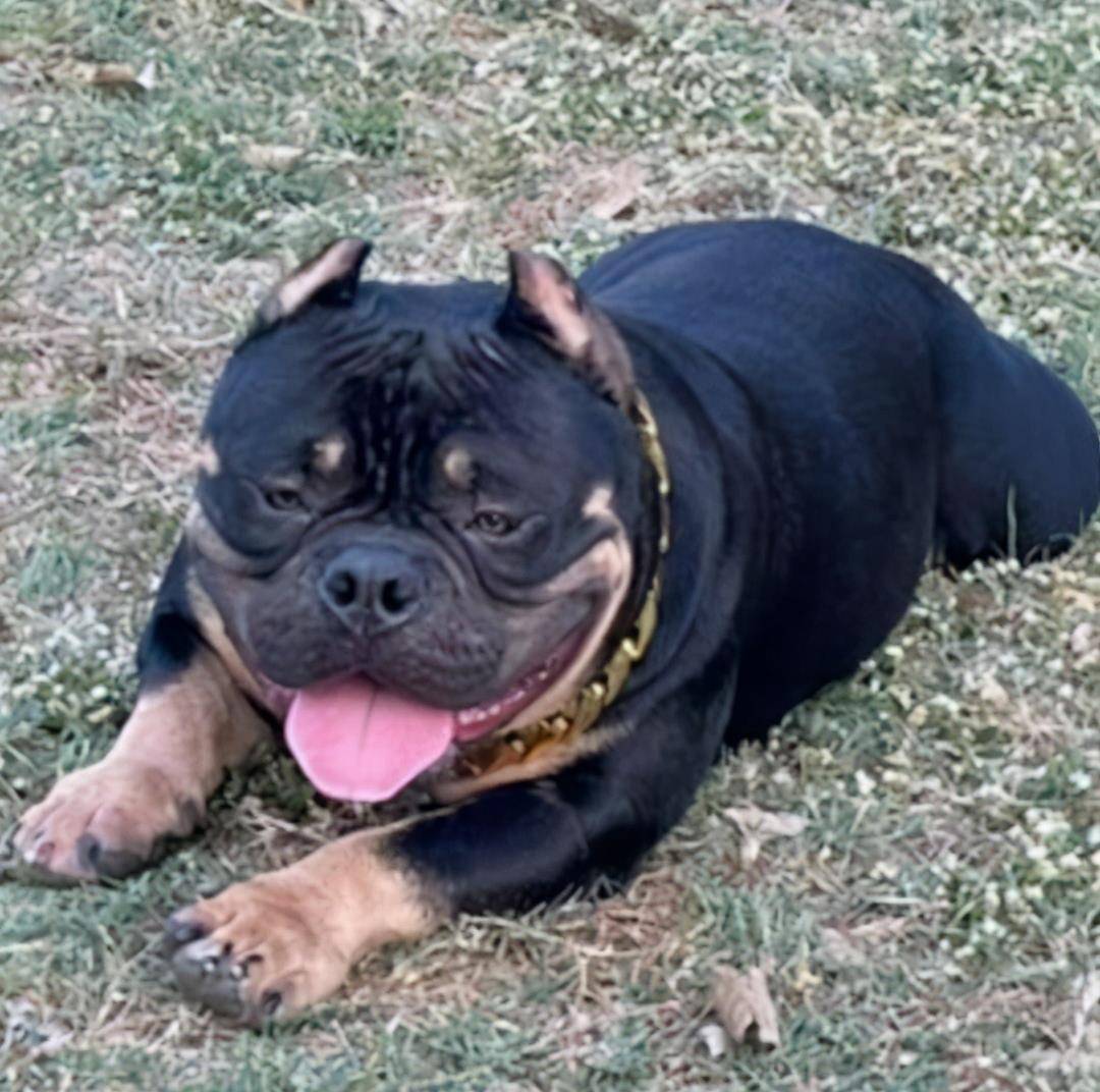 性格胆小又温顺但其实恶霸犬只是长相唬人罢了觉得它