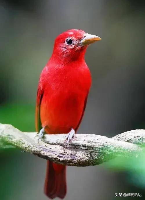 原创大自然珍贵罕见的鸟类美丽活泼呆萌可爱体型奇特