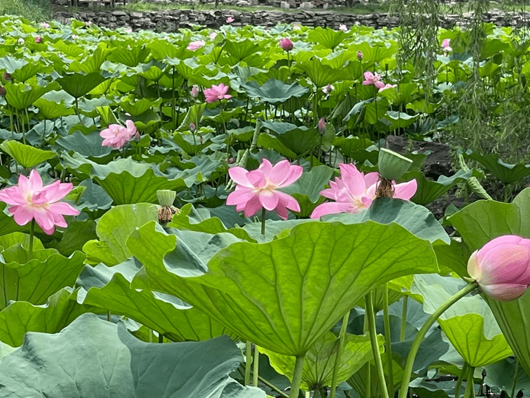 古诗里的莲花 荷花 芙蓉是同一种花吗 莲叶 叶片 活动