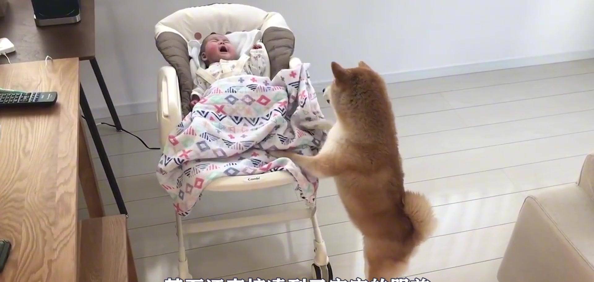 原创宝宝大哭不止柴犬赶忙去安慰宝宝画面太暖心了