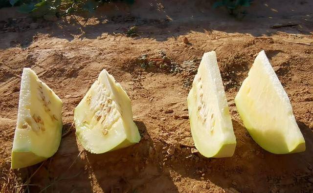 山西农民种植三白西瓜,品质好,地头销售不出村