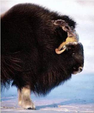 原创北极地区的阿拉斯加加拿大格陵兰岛最长的毛发麝牛长90厘米