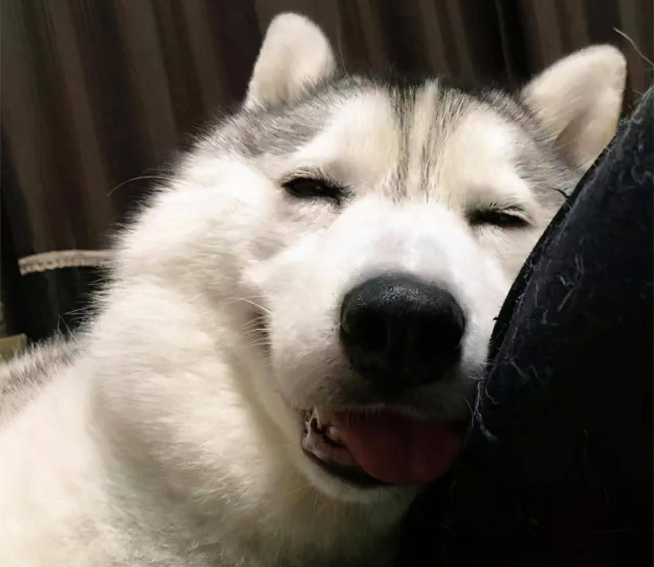 原创不要蠢得以为长得好看的哈士奇就会是个正常狗