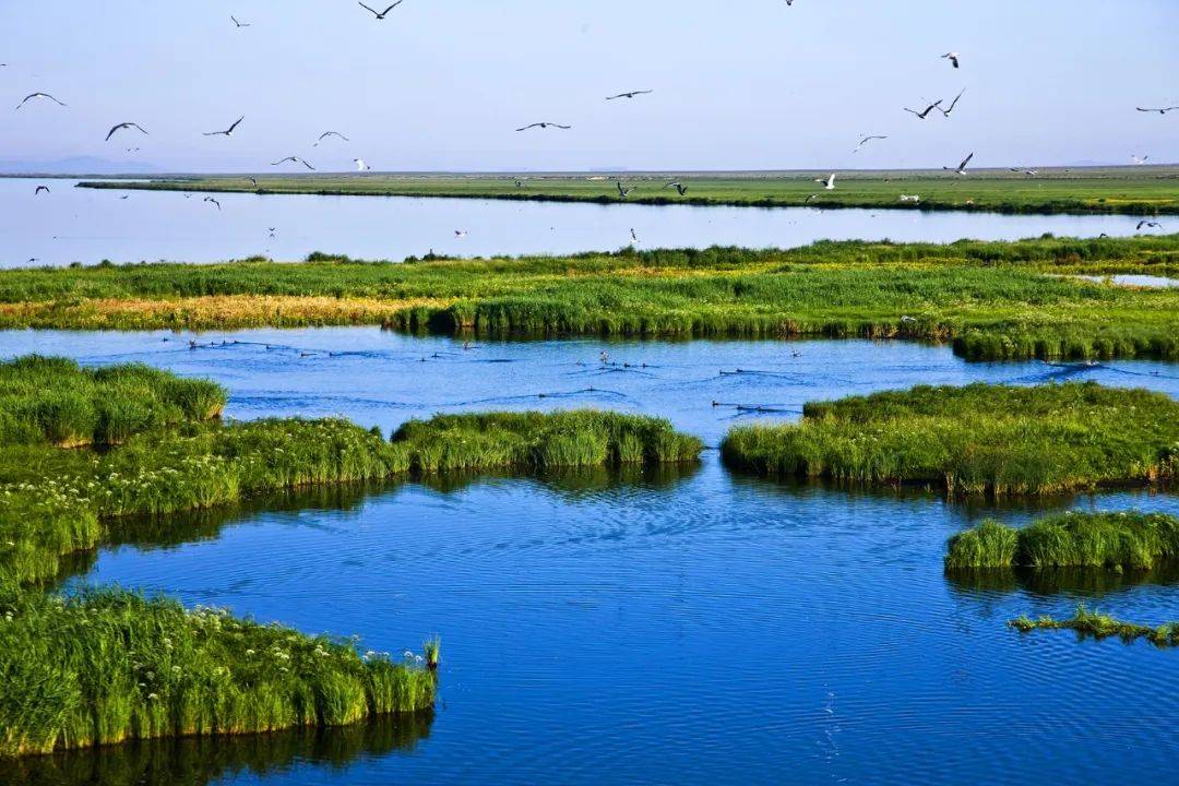 「五一出游」去达里湖观生命的奇迹-华子鱼洄游_阳光里_逆流_河道