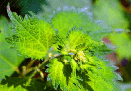 蝎子草,也有些地方称它为火麻草,蜂麻草等,是一种一年性草本植物,主要