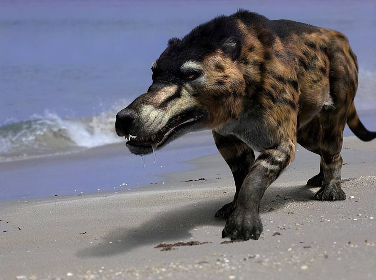 "驴头狼"已灭绝50万年,为何又在神农架现身,它在警示着什么?