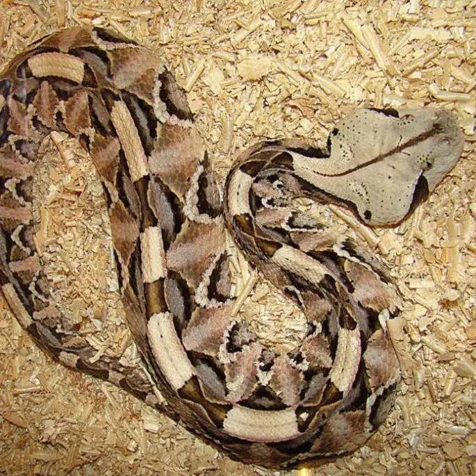 它们是大头娃,大长牙,大肥肠,是最毒毒蛇之一_加蓬_cm_黑色