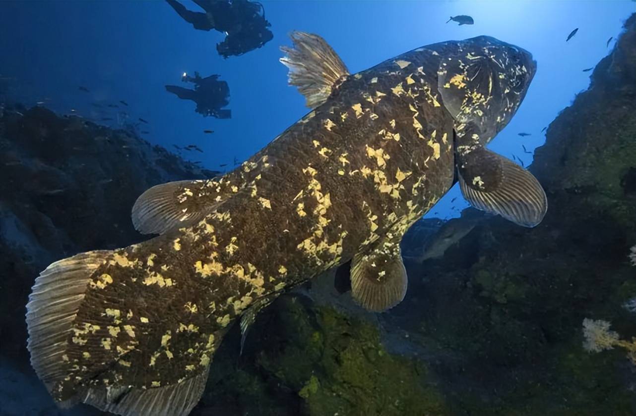 原创它是鱼类的活化石尾叶如矛的矛尾鱼