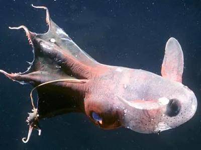 顺便一说,「如果把它们眼睛扣下来(好像有点变态),单从比例上来讲