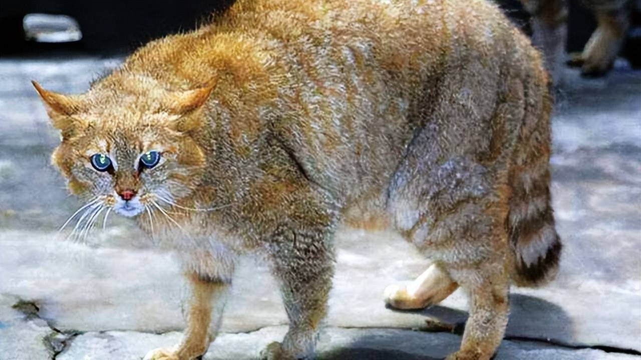 四国最毒蛇,闯入大美新疆,猫鹰携手迎战_荒漠_苍鹰_毒液