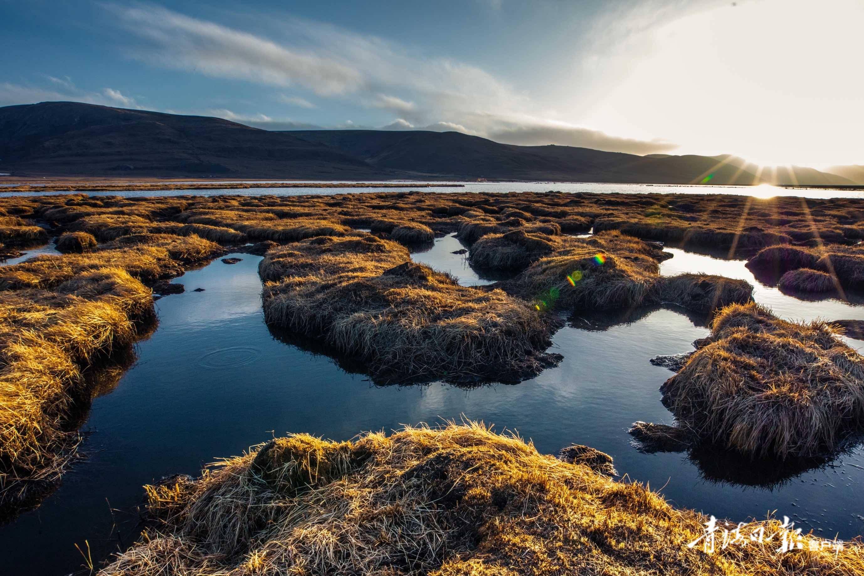 高原湿地隆宝滩的精灵