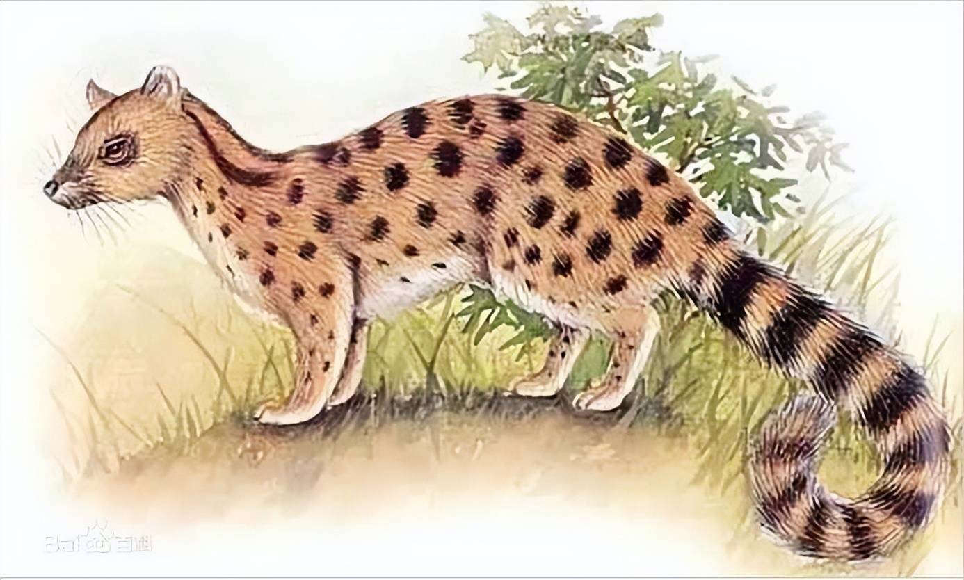 原创首次记录福建首次记录国家二级保护野生动物斑林狸快一睹真容