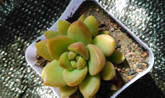 多肉度夏进行时 准备一张合适的遮阳网能减少 伤亡 植物 阳光 密度 多肉度夏进行时 准备一张合适的遮阳网能减少 伤亡 植物 阳光 密度