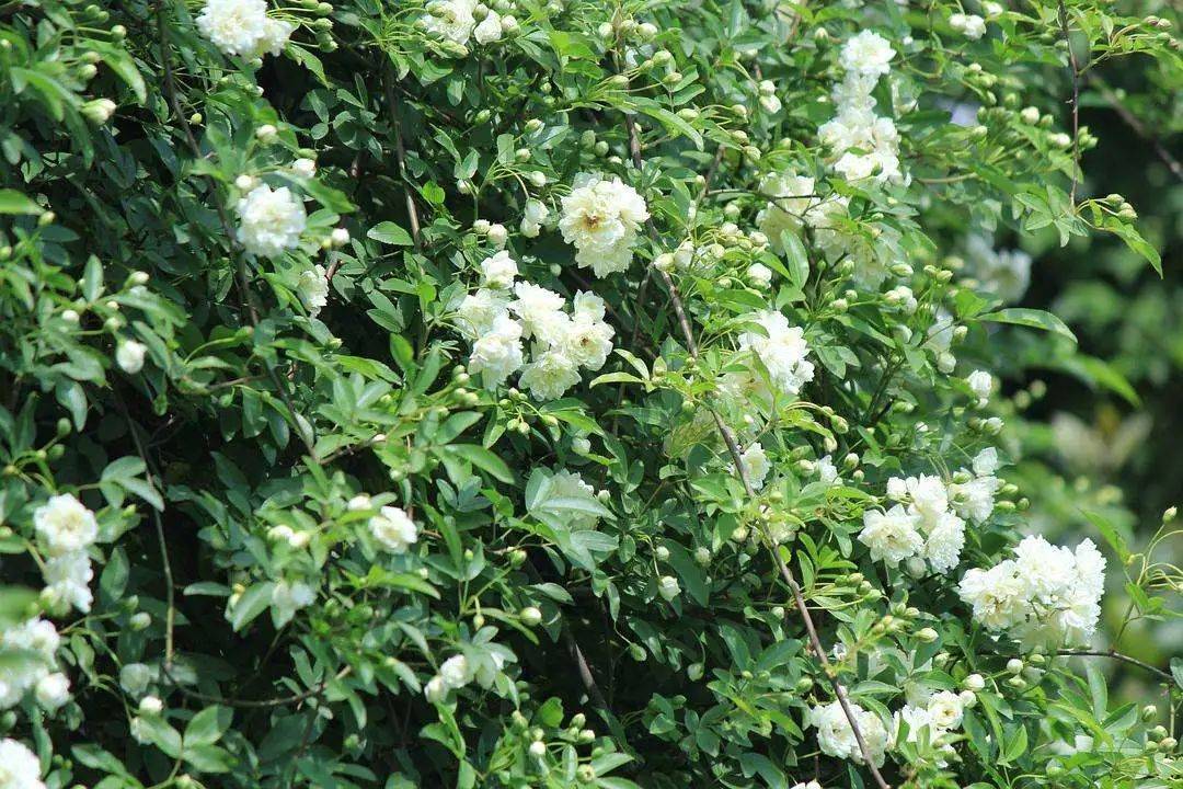 夏天院子里养这5种爬藤花卉 轻松长成一片花海 生活 香花 花朵