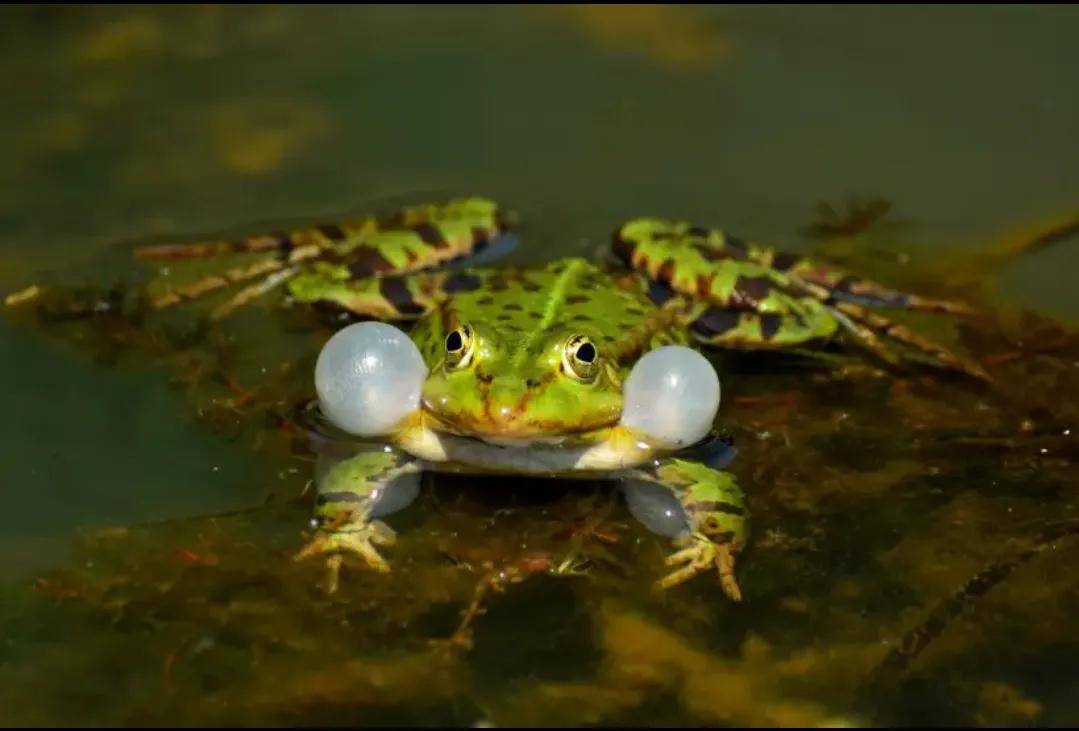 青蛙的鸣囊图片