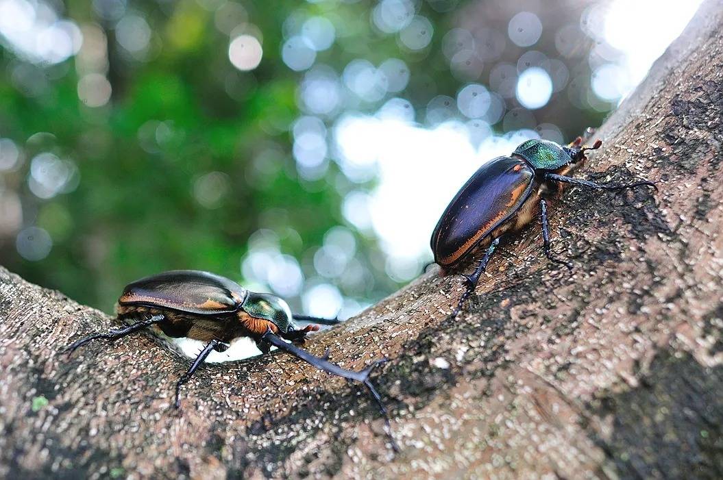 原创阳彩臂金龟40年前我国就宣布灭绝最后一只卖了20万