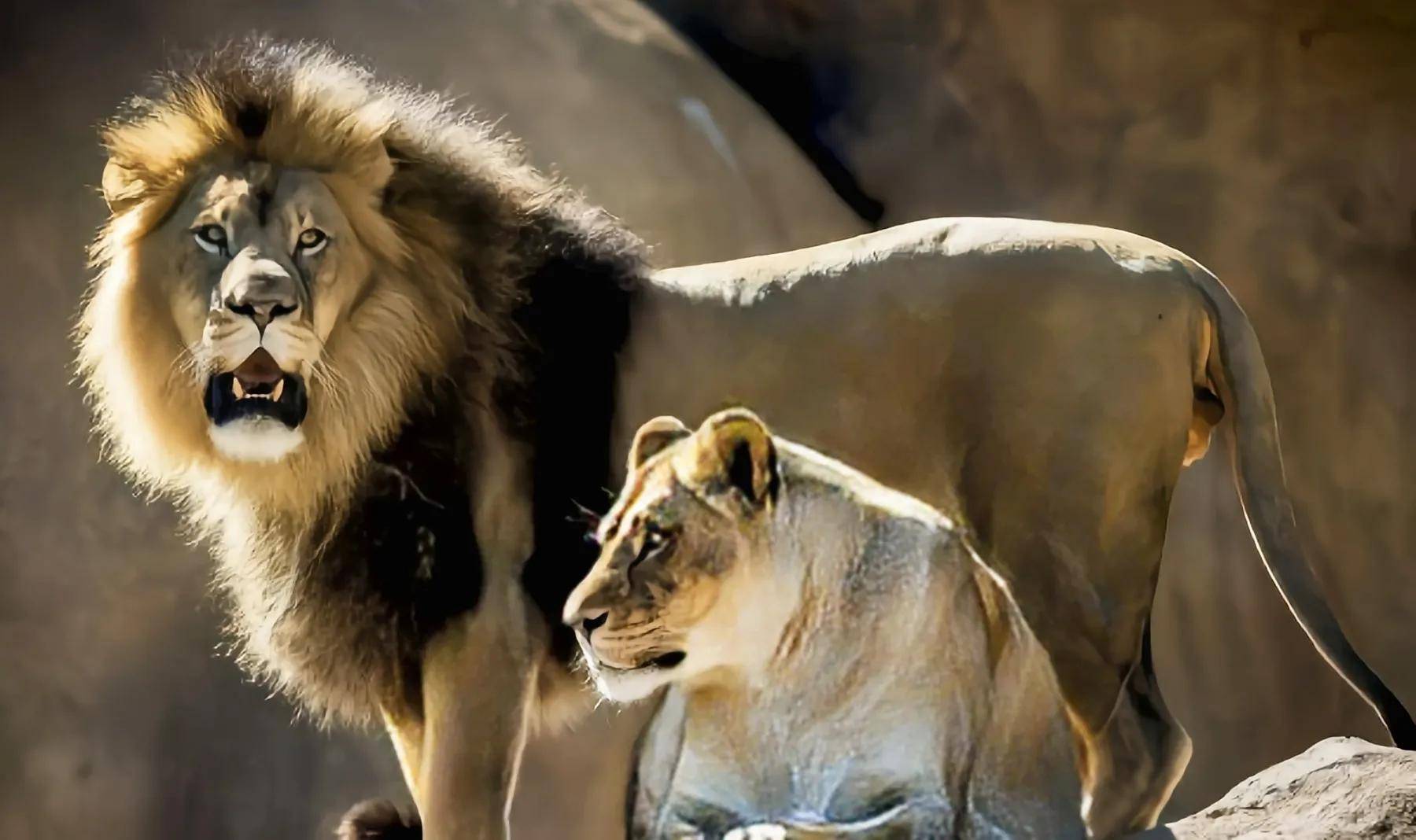 为什么雄狮子总是好吃懒做 狮群 雌狮 图片