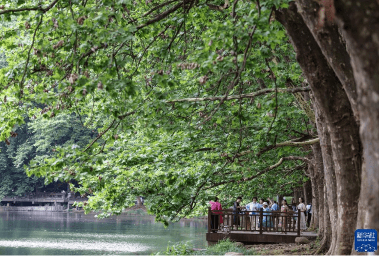 贵阳：夏日黄金大道景如画