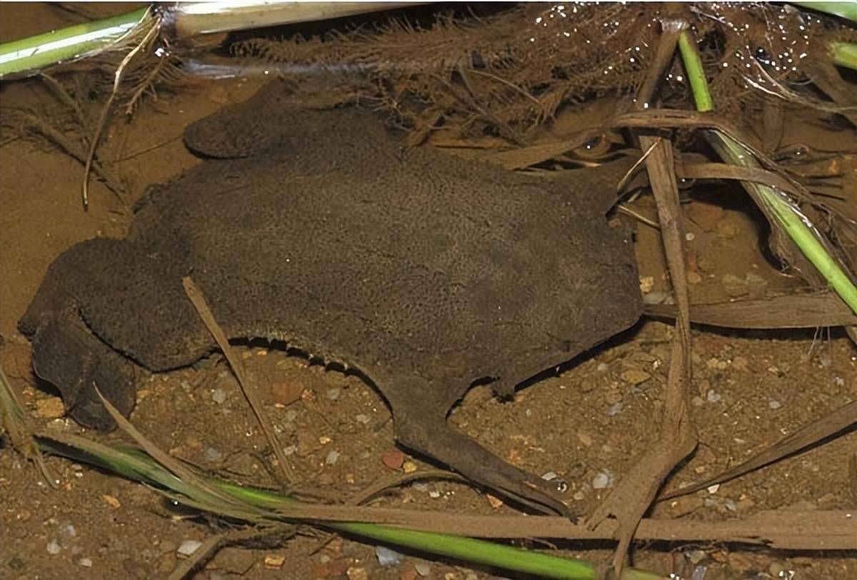 世界上最扁平的两栖动物:苏里南蟾蜍_pipa_背部_青蛙