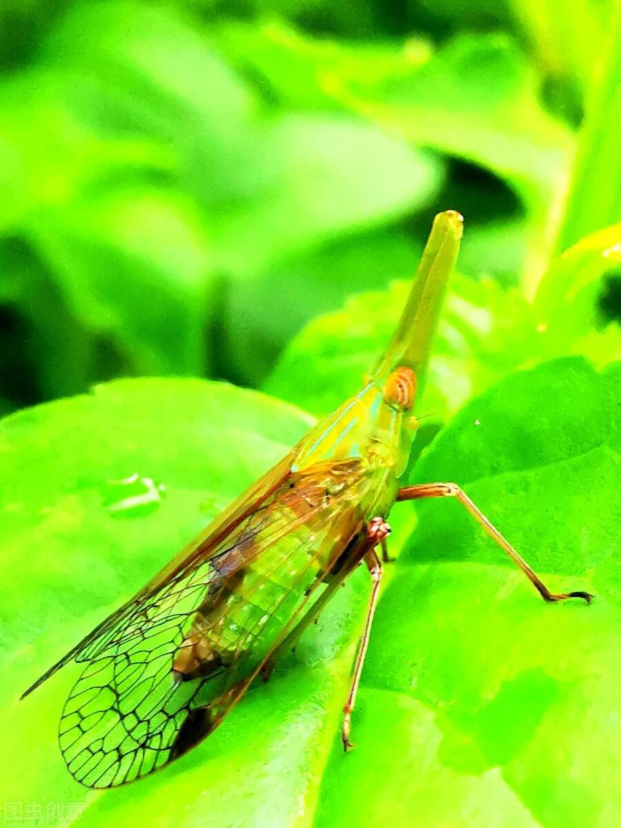 野外常见昆虫:同翅目昆虫_黑色_黄褐色_常发