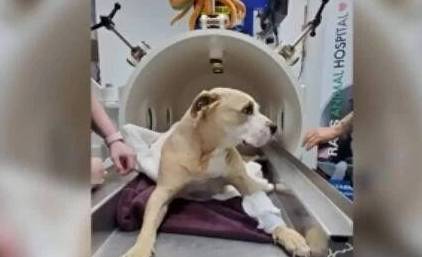 流浪老兵与狗遭遇严重车祸 狗狗瘫痪无钱治他哭诉 我无法放弃它 洛基 格雷戈里 费用