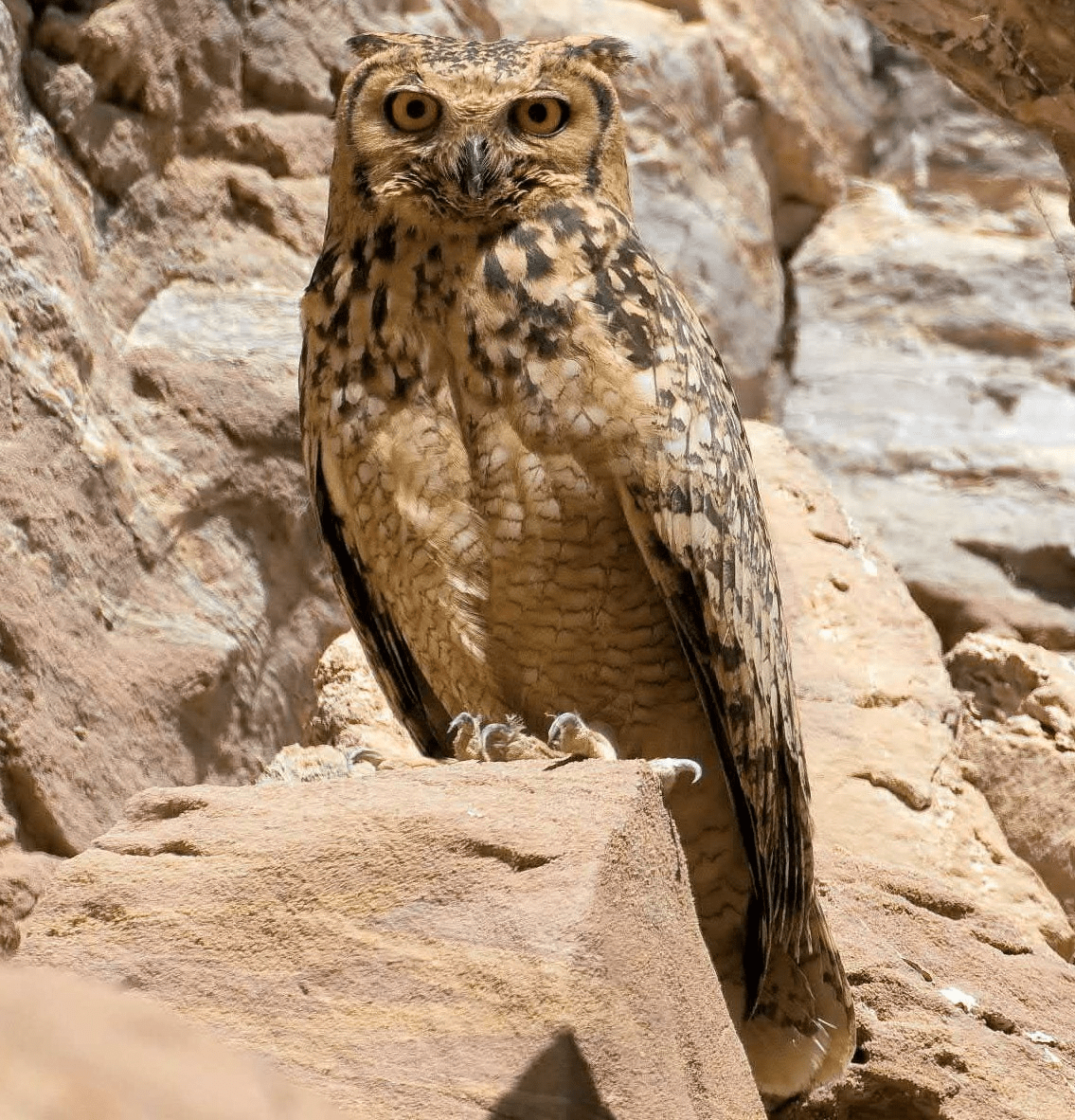 世界猫头鹰大全(法老 猫头鹰)_黄褐色_沙漠之鹰_斑点