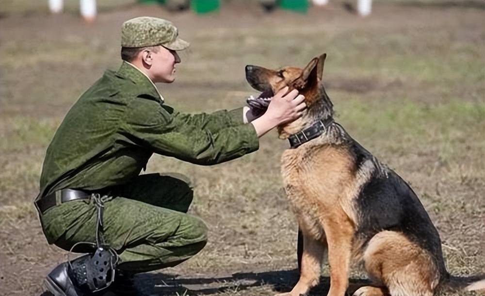 原创爆帅的5种军犬在战场上叱咤风云你敢养吗