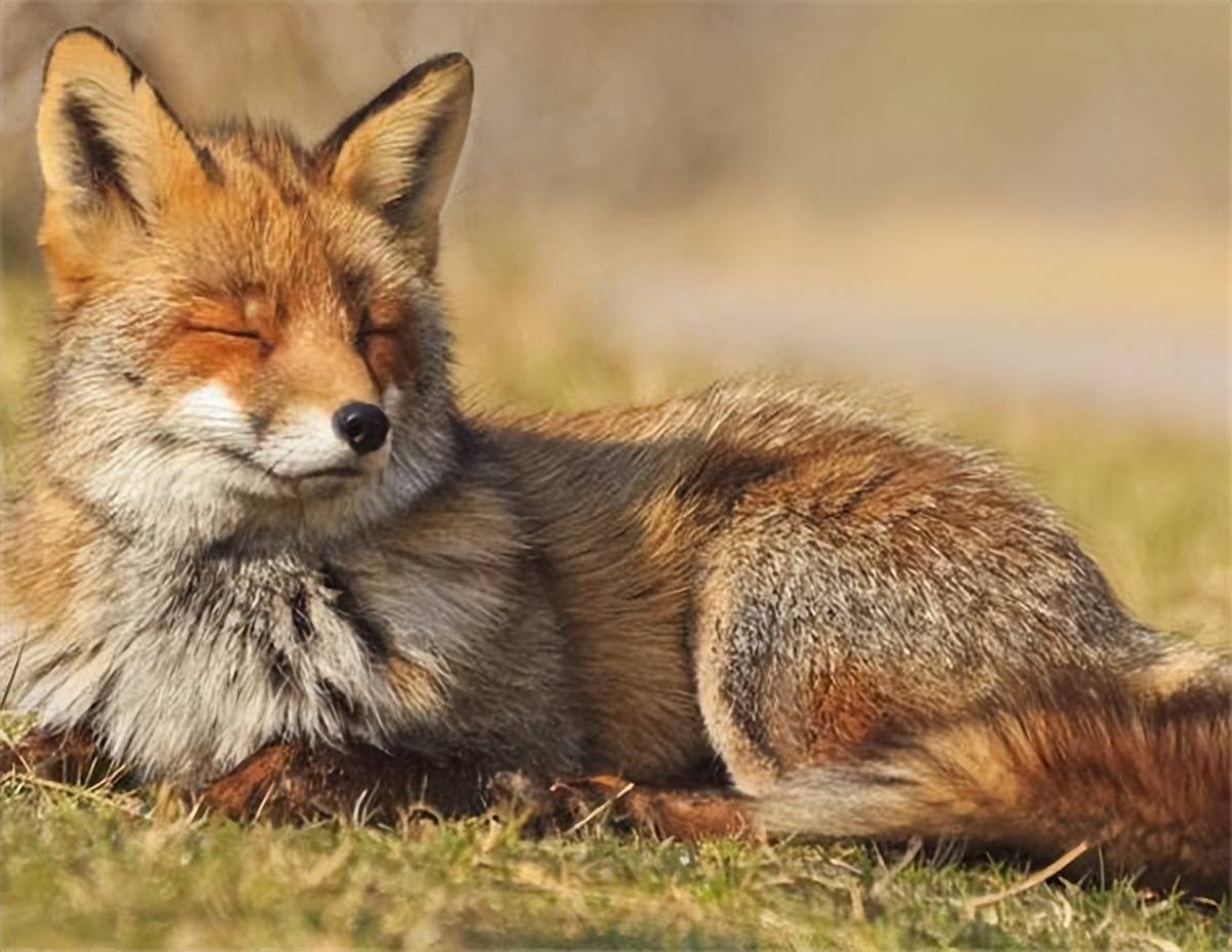 原创东北妇女救下重伤母狐在家中产下幼崽公狐多次进山捕猎为报恩